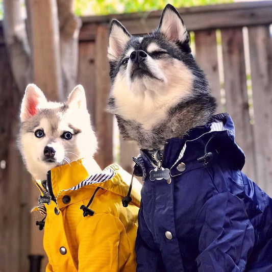 Pet Dog Raincoat Windproof and Rainproof! Super water repellant and great for your outdoor loving pooch. Yellow Puppy Hoodies Jacket Multi-size Suitable for Large, Medium and Small Dog Clothes