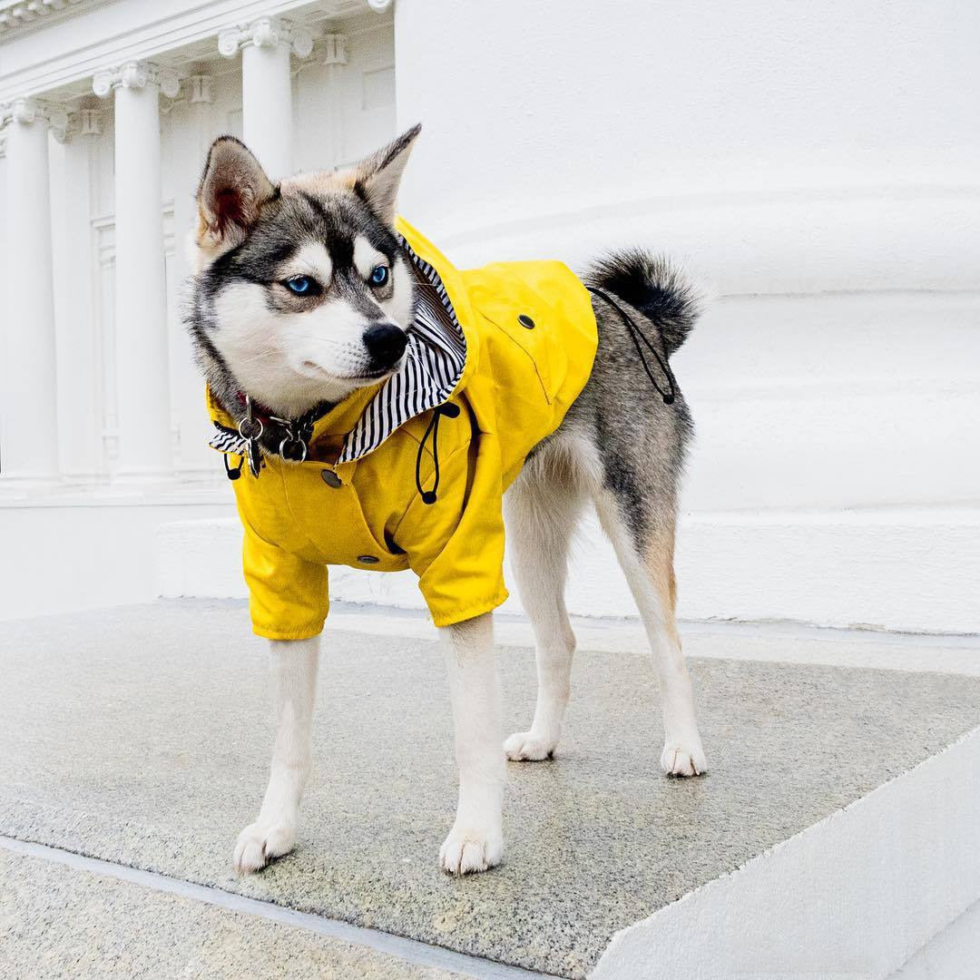 Pet Dog Raincoat Windproof and Rainproof! Super water repellant and great for your outdoor loving pooch. Yellow Puppy Hoodies Jacket Multi-size Suitable for Large, Medium and Small Dog Clothes